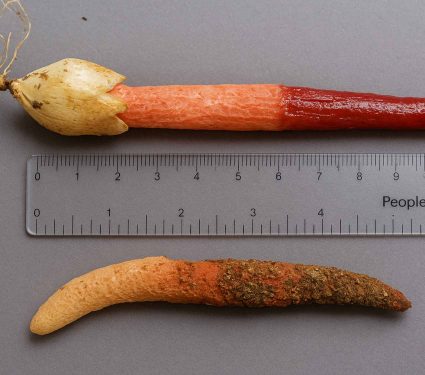 2025/05/rare-red-cane-fungus-rediscovered.jpg