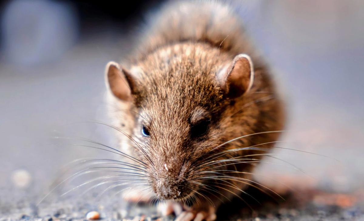 Rats are spreading a deadly disease across cities
