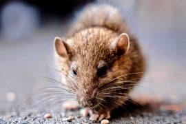 2025/05/Rat-disease.jpg