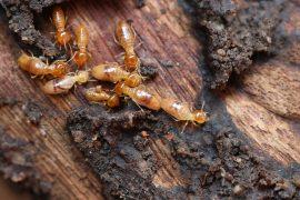 2025/05/Termites-in-rainforests.jpg