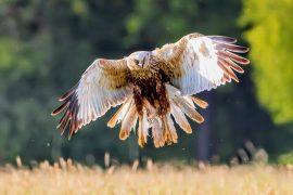 2025/05/Hawks-hearing.jpg