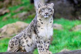 2025/05/Snow-leopard-population.jpg