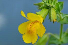 2025/05/monkeyflower.jpg