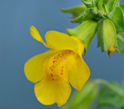2025/05/monkeyflower.jpg