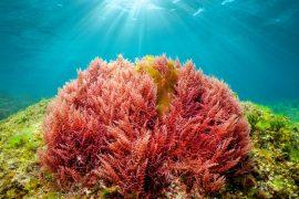 2025/05/Algae-color.jpg
