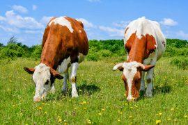 2025/05/Cow-feed.jpg