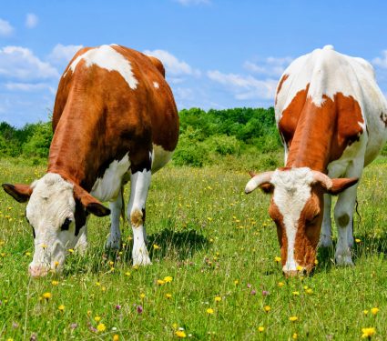2025/05/Cow-feed.jpg