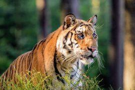 2025/05/Trade-wildlife.jpg