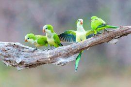 2025/05/Monk-parakeets.jpg