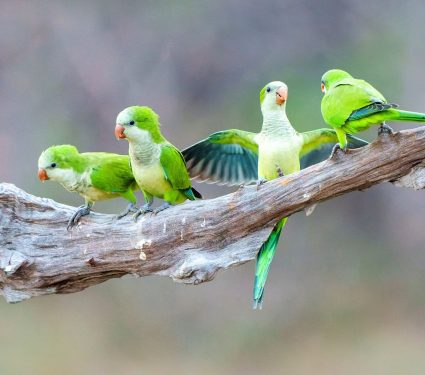2025/05/Monk-parakeets.jpg