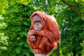 2025/05/Endangered-primate.jpg