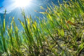 2025/05/Seagrass-carbon.jpg