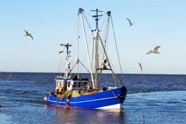 2025/05/Shrimp-light.jpg