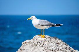 2025/05/Ocean-animals.jpg