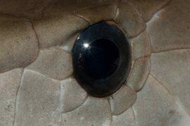 2025/05/new-species-snake-black-eyes.jpg