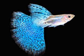 2025/05/Fish-learn.jpg