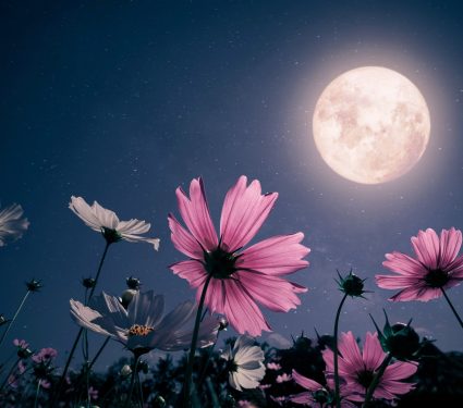 2025/05/Flower-Moon.jpg