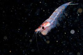 2025/05/krill-study.jpg