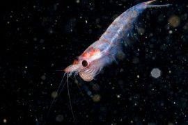 2025/05/krill-study3.jpg