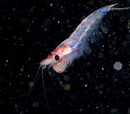 2025/05/krill-study3.jpg