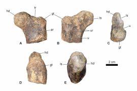 2025/05/oldest-cerapode-165-million-year-femur.jpg