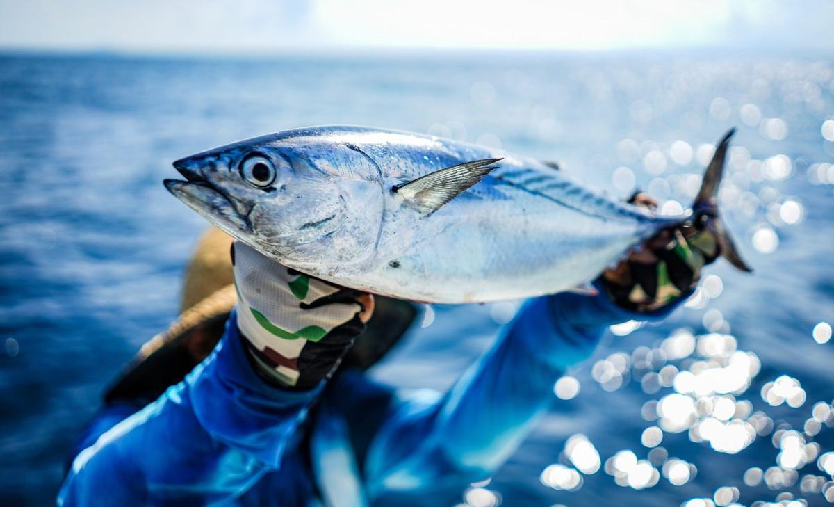 Tuna fishing gear is harming oceans more than we thought