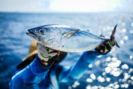 2025/05/Tuna-fishing-gear.jpg