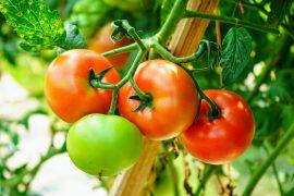 2025/05/Tomato-ripen.jpg