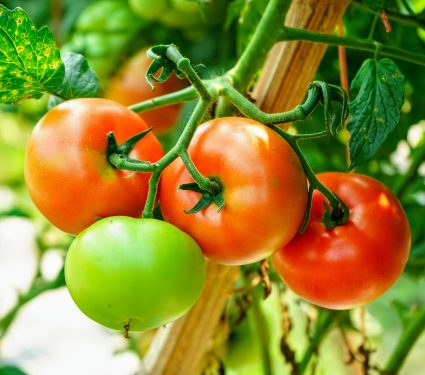 2025/05/Tomato-ripen.jpg