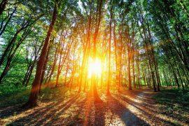 2025/05/Carbon-capture-sunlight-.jpg