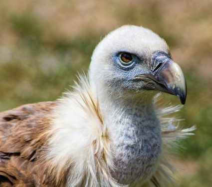 2025/05/Vulture-population2.jpg