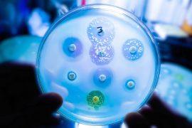 Antimicrobial,Susceptibility,Testing,In,Petri,Dish.,Microbiologist,Check,Antibiotic,Resistance