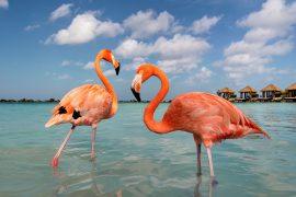 2025/05/Flamingo-feet.jpg