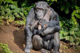 Western Chimpanzee mum and daughter