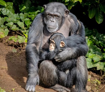 Western Chimpanzee mum and daughter