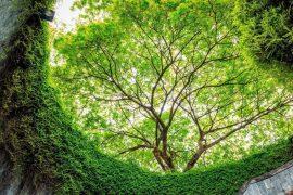 2025/05/Trees-grow5.jpg