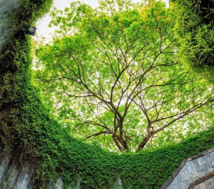 2025/05/Trees-grow5.jpg