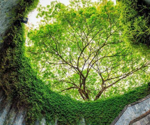 2025/05/Trees-grow5.jpg