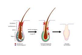 2025/05/hidden-stem-cells-hair-growth-diagram.jpg