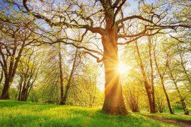 2025/05/Nature-habits.jpg