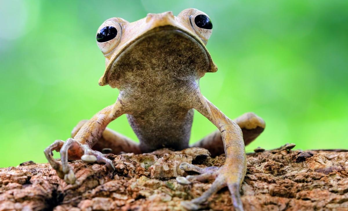 Fossil discovery pushes tree frog origins back 55 million years