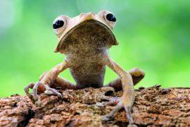 2025/05/Tree-frog.jpg