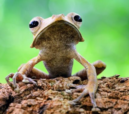 2025/05/Tree-frog.jpg