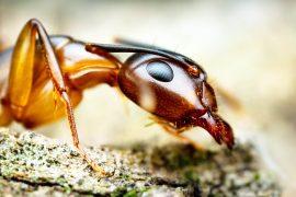 Headshot,Of,Ant,Orange,In,The,Argentine,Jungle.,(linepithema,Humile)