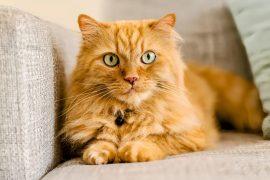 2025/05/Orange-cat.jpg