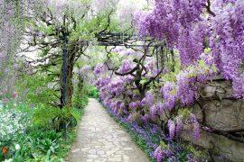 2025/05/Calming-garden.jpg