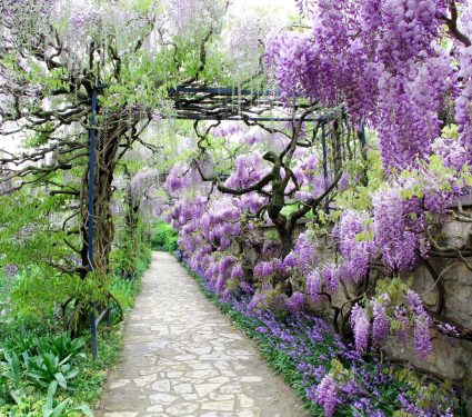 2025/05/Calming-garden.jpg