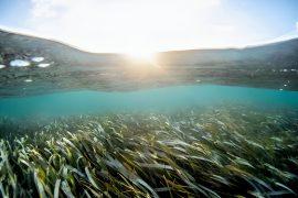 2025/05/Florida-coast-seagrass-meadows.jpg