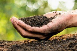 2025/05/Soil-carbon.jpg