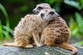 2025/05/Animal-Behavior.jpg